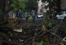 Greater Chennai Corporation Initiates Tree Pruning for Monsoon Preparedness
