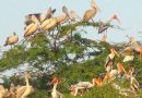 Forest Department Intensifies Surveillance to Combat Bird Flu Spread in Andhra Pradesh