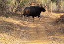 Indian Bison Population Thrives in Papikonda National Park