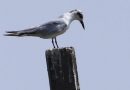 Exploring the Whiskered Tern’s Ecological Niche