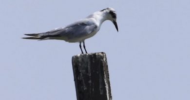 Exploring the Whiskered Tern’s Ecological Niche