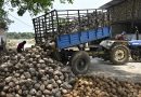 Coconut Farmers in Karnataka Struggle Amidst Drought and Falling Copra Prices