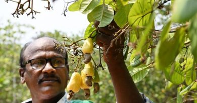 Cashew Farmers Demand Minimum Support Price (MSP) Assurance