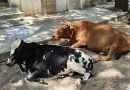 RA Puram Residents Demand Action Against Stray Cattle