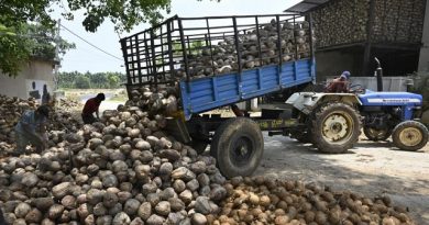 Coconut Farmers in Karnataka Struggle Amidst Drought and Falling Copra Prices