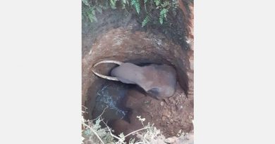 Tragic End for Wild Elephant in Thrissur