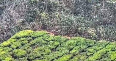 Tigers Spotted at Human Habitation in Munnar