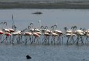 Pulicat Wetland Faces Threat Amidst Settlement Claims