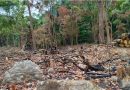 Environmental Alarm in Kodagu as Trees Chopped Near Talacauvery Wildlife Sanctuary