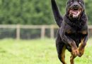 Arrests Made After Rottweilers Attack Mother and Daughter in Chennai