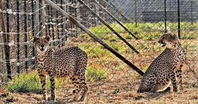 First Four of Eight Cheetahs from Botswana to Arrive in India This May