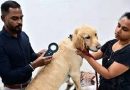 Why Chennai Now Requires Microchipping of Pet Dogs