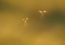 “Flying Mosquitoes Pose New Disease Risk”
