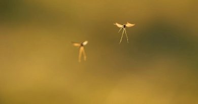 “Flying Mosquitoes Pose New Disease Risk”