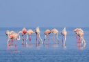 Flamingo Festival 2026 Announced at Pulicat Lake