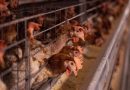Kerala Issues New Guidelines to Prevent Bird Flu