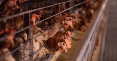 Kerala Issues New Guidelines to Prevent Bird Flu