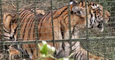 மக்களை அச்சுறுத்தி வந்த புலி வனத்துறை கூண்டில் சிக்கியது!