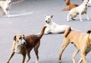 500 Street Dogs Poisoned in Telangana Villages