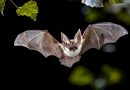 Bats Outsmart Darkness with Advanced Navigation Skills