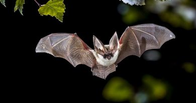 Bats Outsmart Darkness with Advanced Navigation Skills