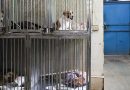 GCC Approves New Kennels for Stray Dogs