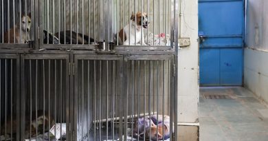 GCC Approves New Kennels for Stray Dogs