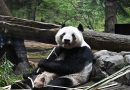 Japan Bids Farewell to Last Pandas