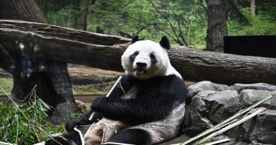 Japan Bids Farewell to Last Pandas