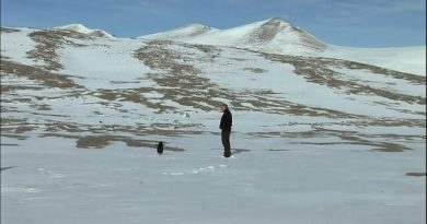 “Lone Penguin’s Journey Sparks Viral Internet Fame”