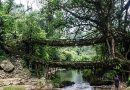 Meghalaya’s Living Root Bridges Nominated for UNESCO