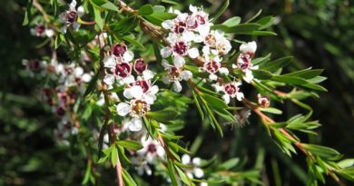 New Zealand’s Kanuka Oil Gains Skincare Popularity