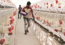 “TN Forms Panels to Address Poultry Farmers’ Issues”