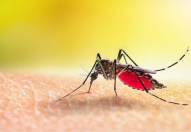 “Tamil Nadu Nears Malaria-Free Status, Chennai Remains”