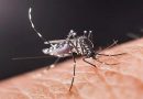 Tamil Nadu Reports Record Low Malaria Cases
