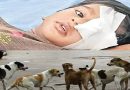 Three-Year-Old Injured in Stray Dog Attack
