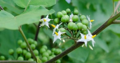 Turkey Berry Farming Boosts Krishnagiri Farmers’ Income