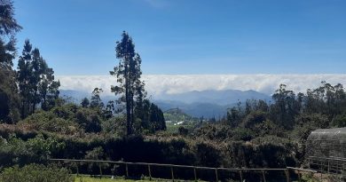 Tusker Rolex Dies After Forest Translocation