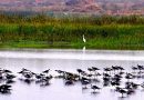 Two Wetlands Added to India’s Ramsar Network