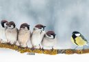 Winter Forces Birds to Seek Warmer Regions