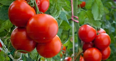 தக்காளி வரத்து அதிகரிப்பால் விலை வீழ்ச்சியடைந்தது