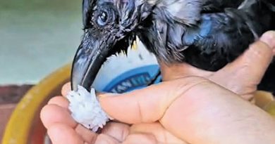 Bird Flu Alert Issued After Crow Deaths