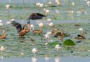 Tamirabharani Survey Records 21,000 Waterbirds Across Tanks