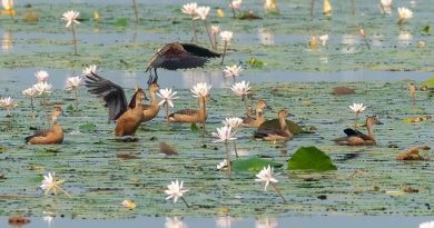 Tamirabharani Survey Records 21,000 Waterbirds Across Tanks
