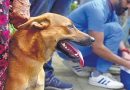 Thiruvananthapuram Records Highest Stray Dog Bites