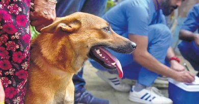 Thiruvananthapuram Records Highest Stray Dog Bites