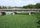 Water Hyacinth Chokes Adyar River, Mosquitoes Rise