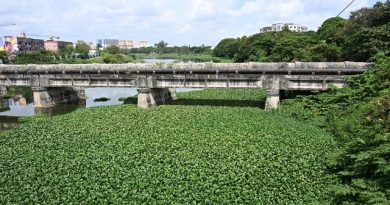 Water Hyacinth Chokes Adyar River, Mosquitoes Rise
