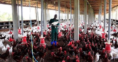 பறவைக் காய்ச்சல் எதிரொலி – கோழி இறைச்சி விலை குறைந்தது