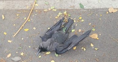 சென்னையில் காகங்கள் இறப்பு அதிகரிப்பு – இறந்த பறவைகளை தொட வேண்டாம் என எச்சரிக்கை